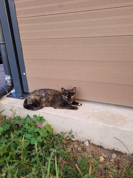 Chaton — Adoption d'animaux en France Yvelines