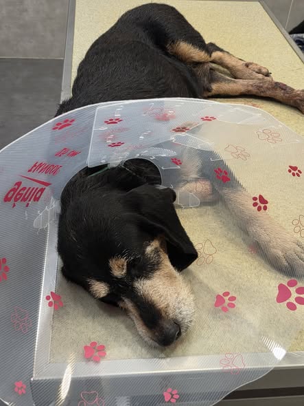 Chien à adopter