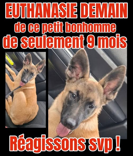 Chien à adopter — Adoption d'animaux en France Ardennes