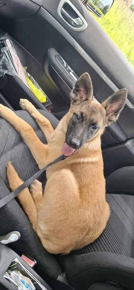 Chien à adopter — Adoption d'animaux en France Ardennes