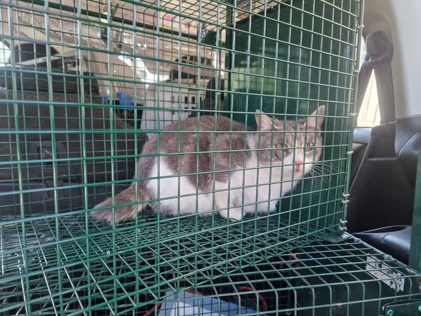 Chat à adopter