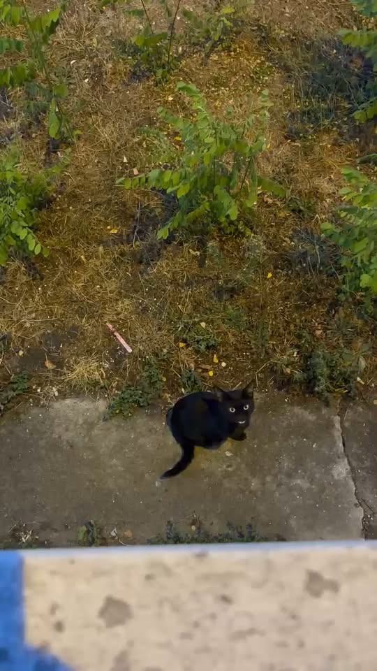Chat à adopter — Adoption d'animaux en France Seine-Saint-Denis
