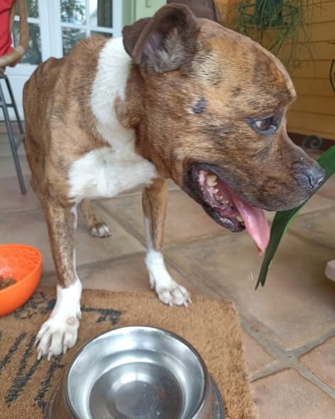 ICE — Adoption d'animaux en France La Réunion
