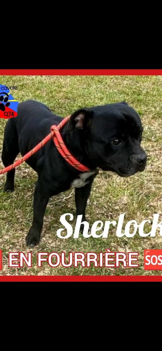 Sherlock — Adoption d'animaux en France La Réunion