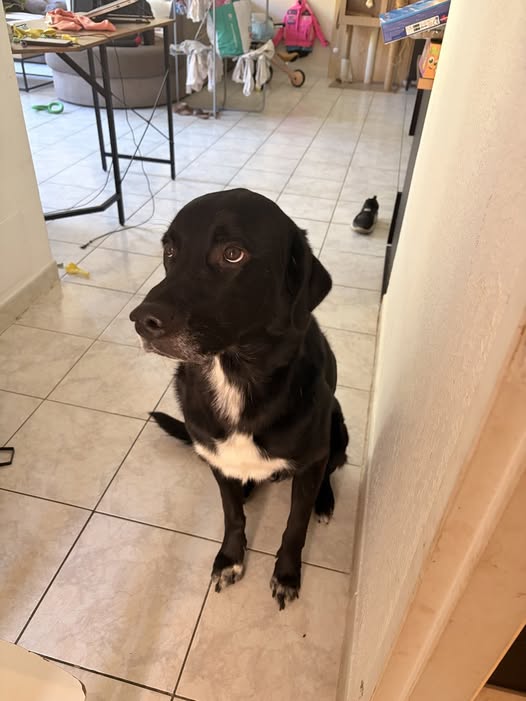 Chien à adopter
