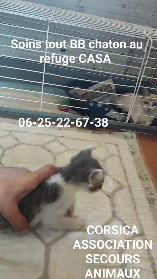 BB chaton — Adoption d'animaux en France Loire-Atlantique