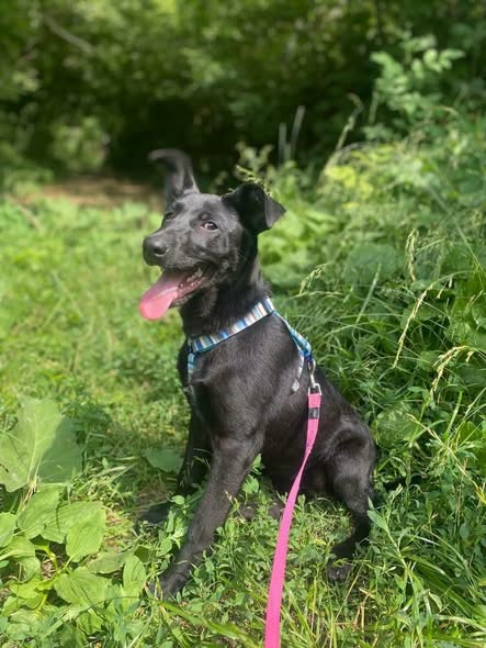 Scarlet — Adoption d'animaux en France Vaucluse