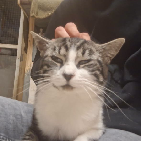 Pop Corn — Adoption d'animaux en France Yvelines