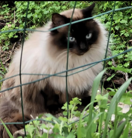 Chat à adopter — Adoption d'animaux en France Var
