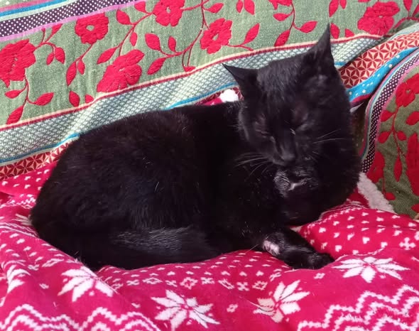 Marcus — Adoption d'animaux en France Essonne