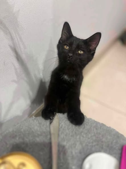 Bruges, Bali, Brême — Adoption d'animaux en France Seine-et-Marne