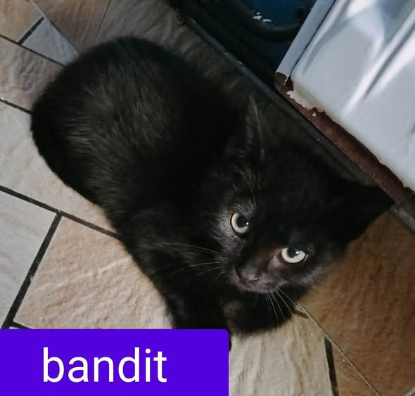 bandit