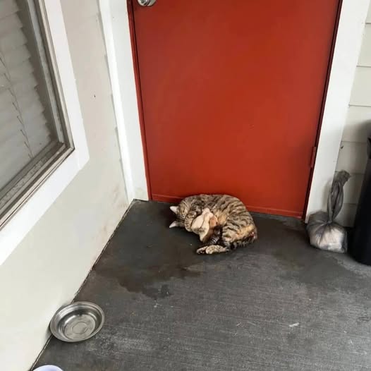 Chat à adopter