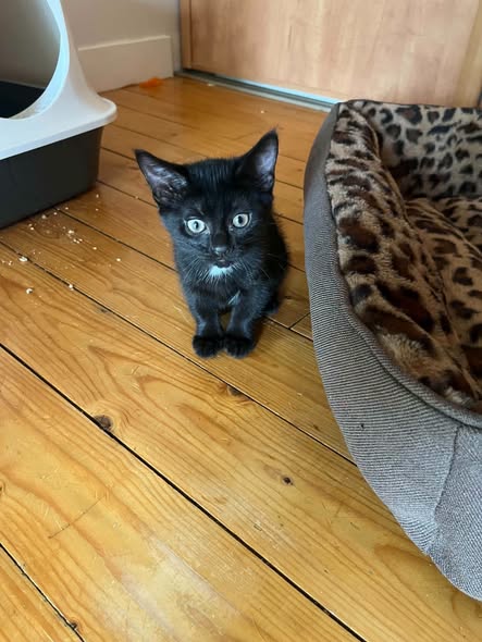Kala — Adoption d'animaux en France Yvelines