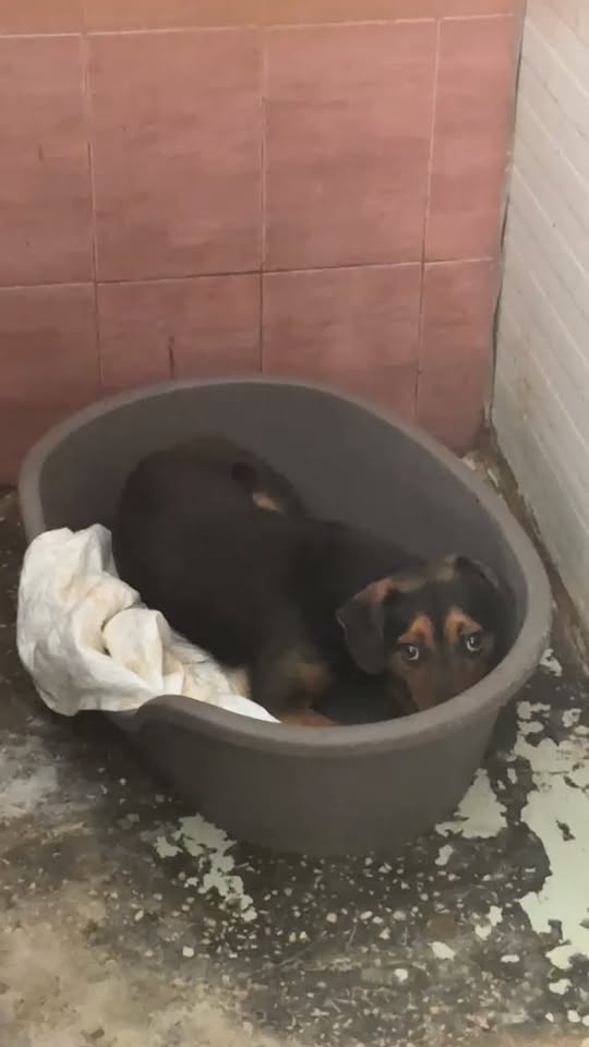 Chien à adopter — Adoption d'animaux en France Paris