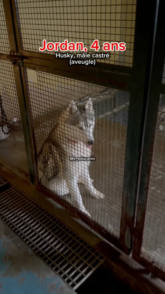 Jordan — Adoption d'animaux en France Essonne