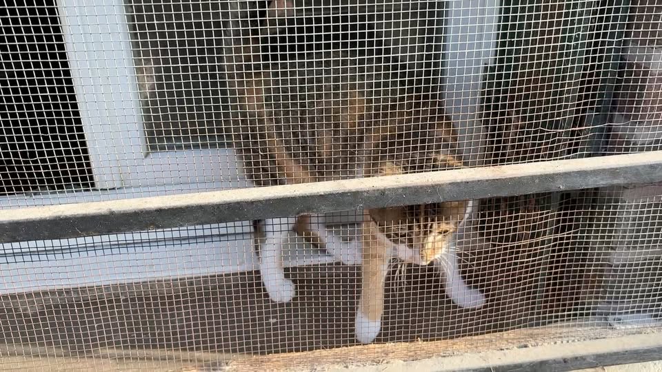 Aby — Adoption d'animaux en France Loiret