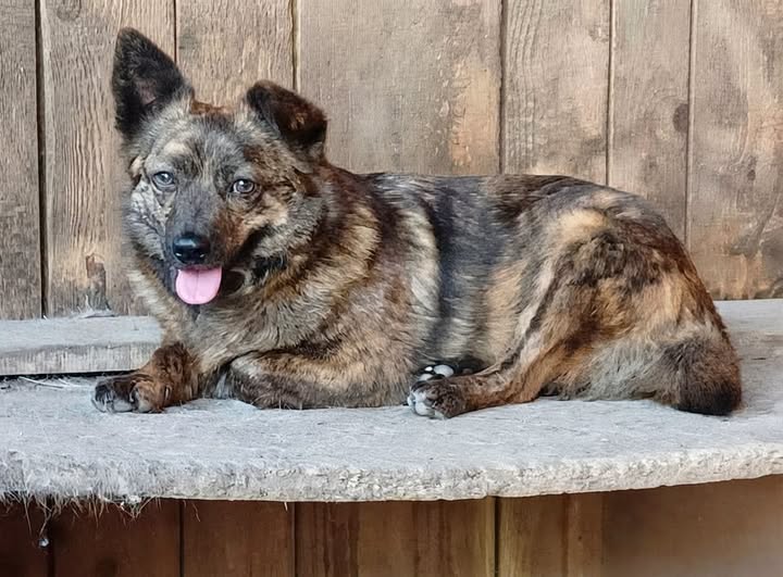 Flavy — Adoption d'animaux en France Côte-d'Or