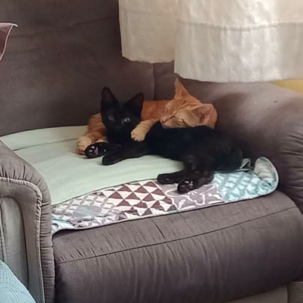 Bahia — Adoption d'animaux en France Yvelines