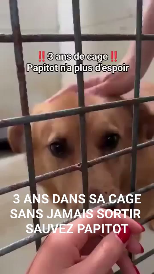 Papyto