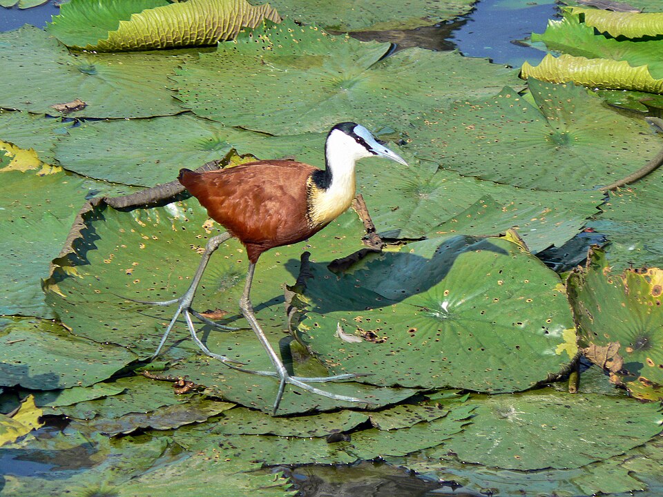 Jacana à poitrine dorée