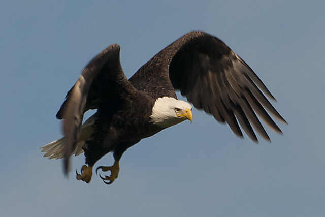 Aigle de mer