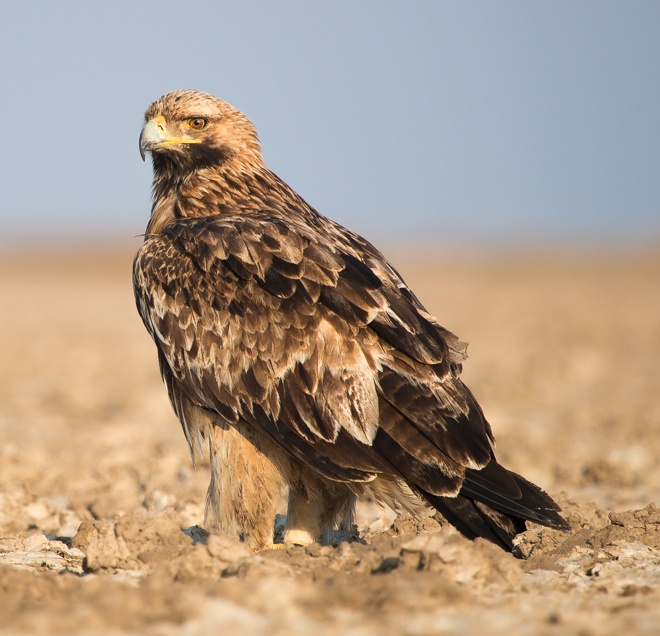 Aigle impérial