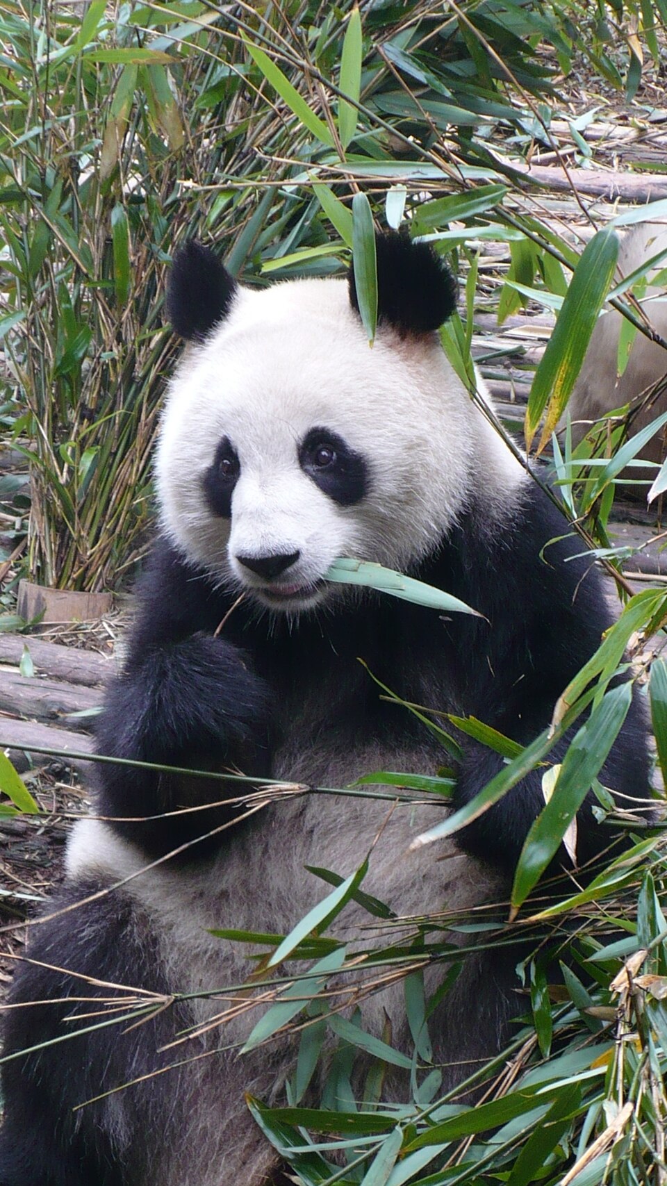 Panda géant