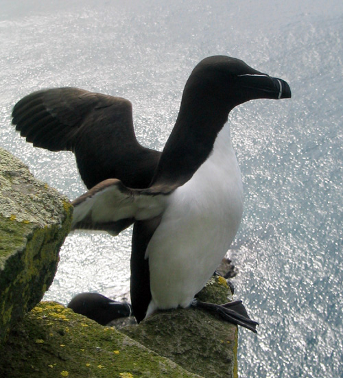 Pingouin
