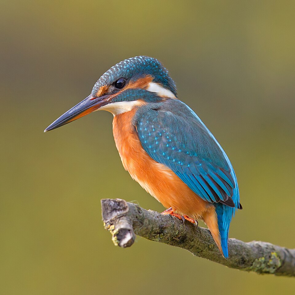 Martin-pêcheur