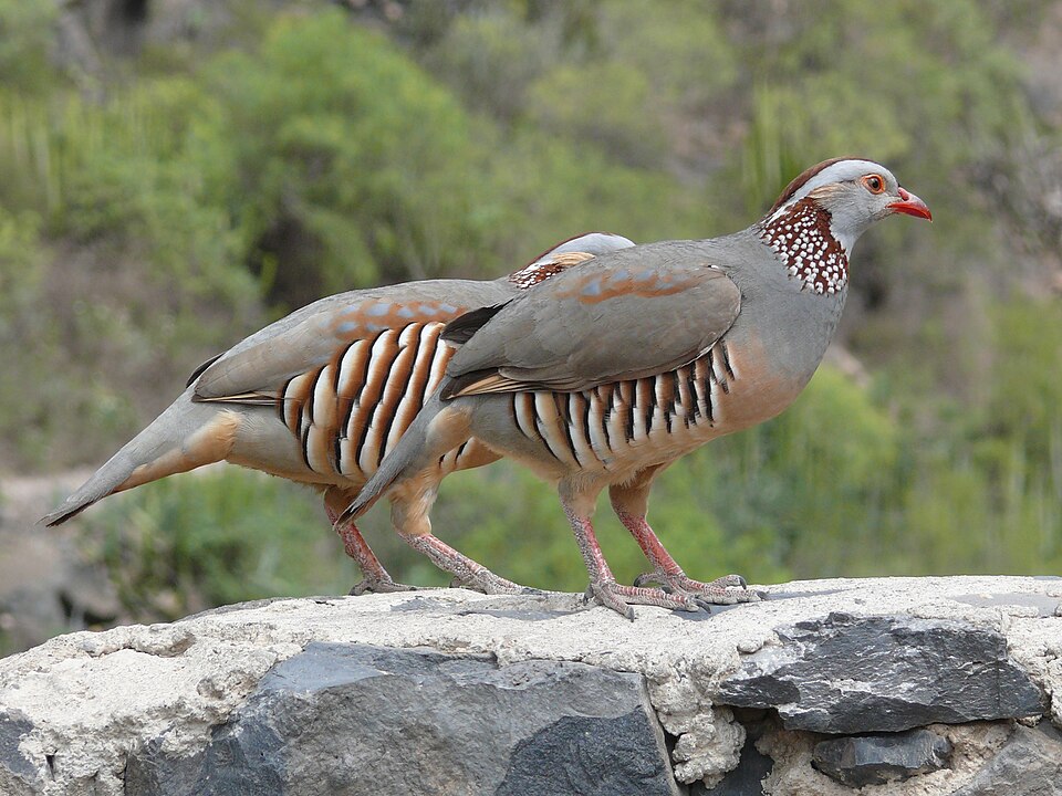 Perdrix gambra