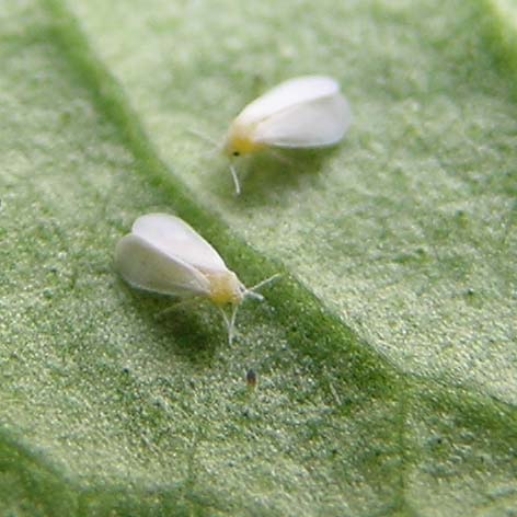 Aleurode