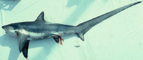 Requin-renard