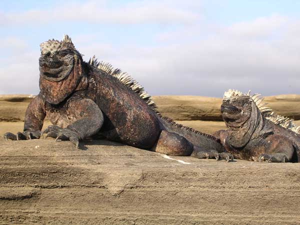 Iguane marin
