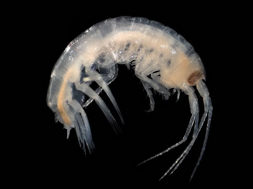 Amphipode