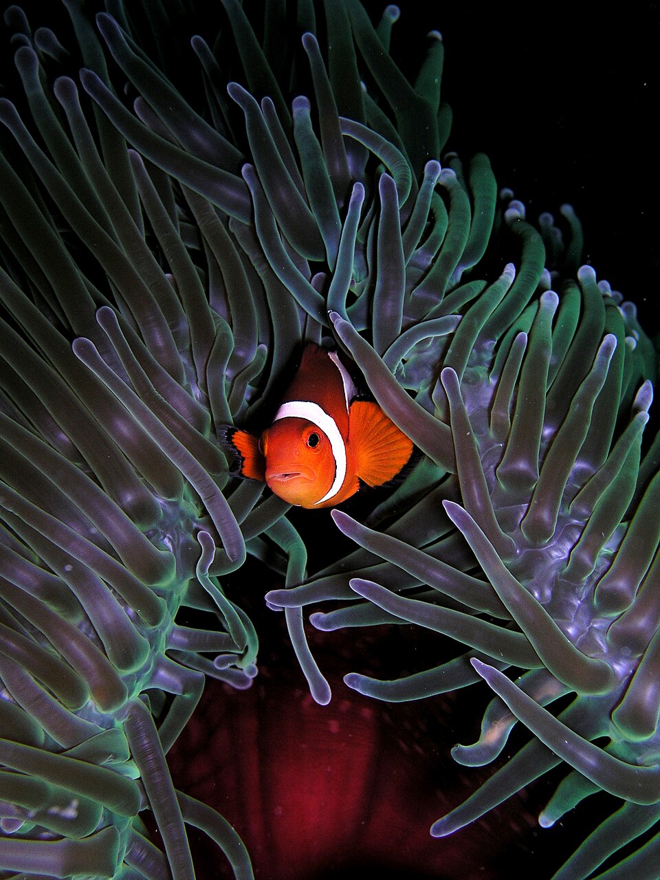 Poisson-clown