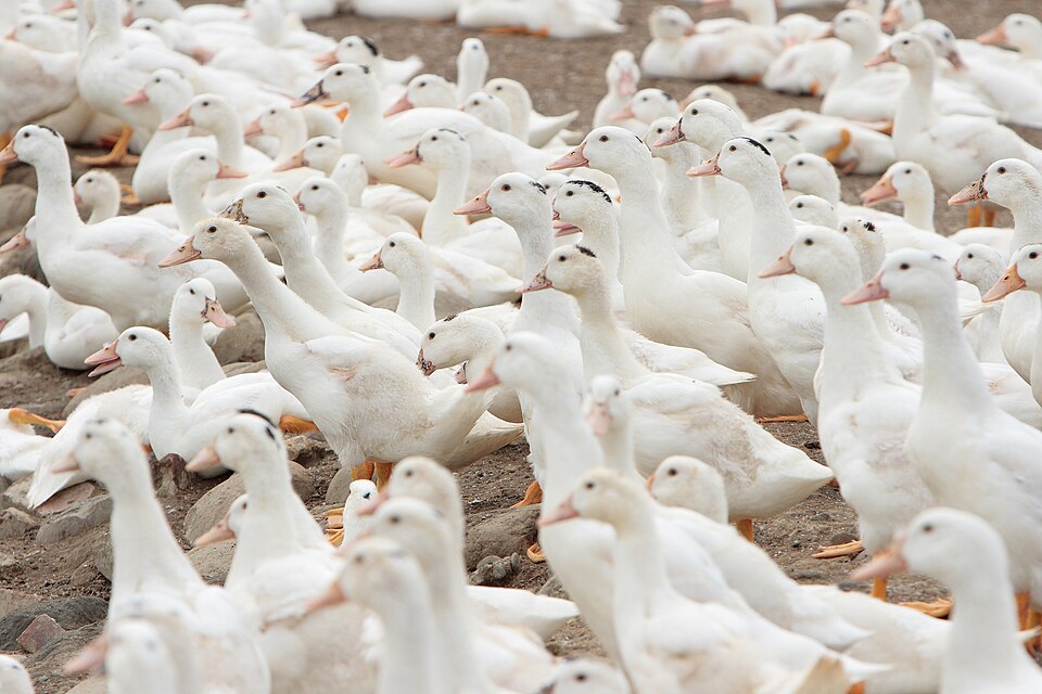 Canard domestique