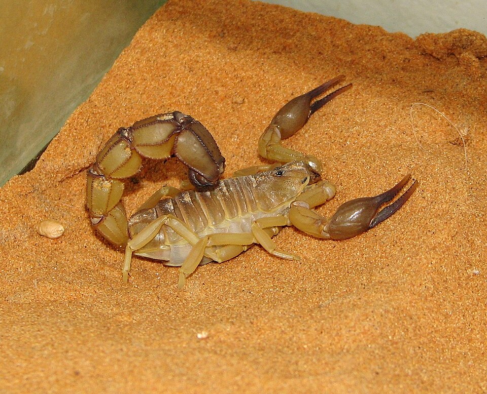 Scorpion jaune du Sahara