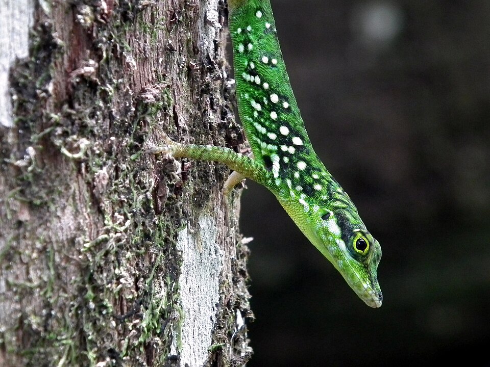 Anolis