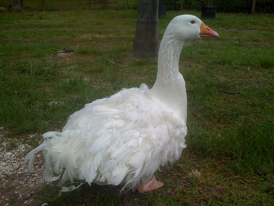 Oie domestique