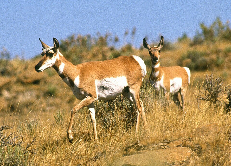 Antilocapre