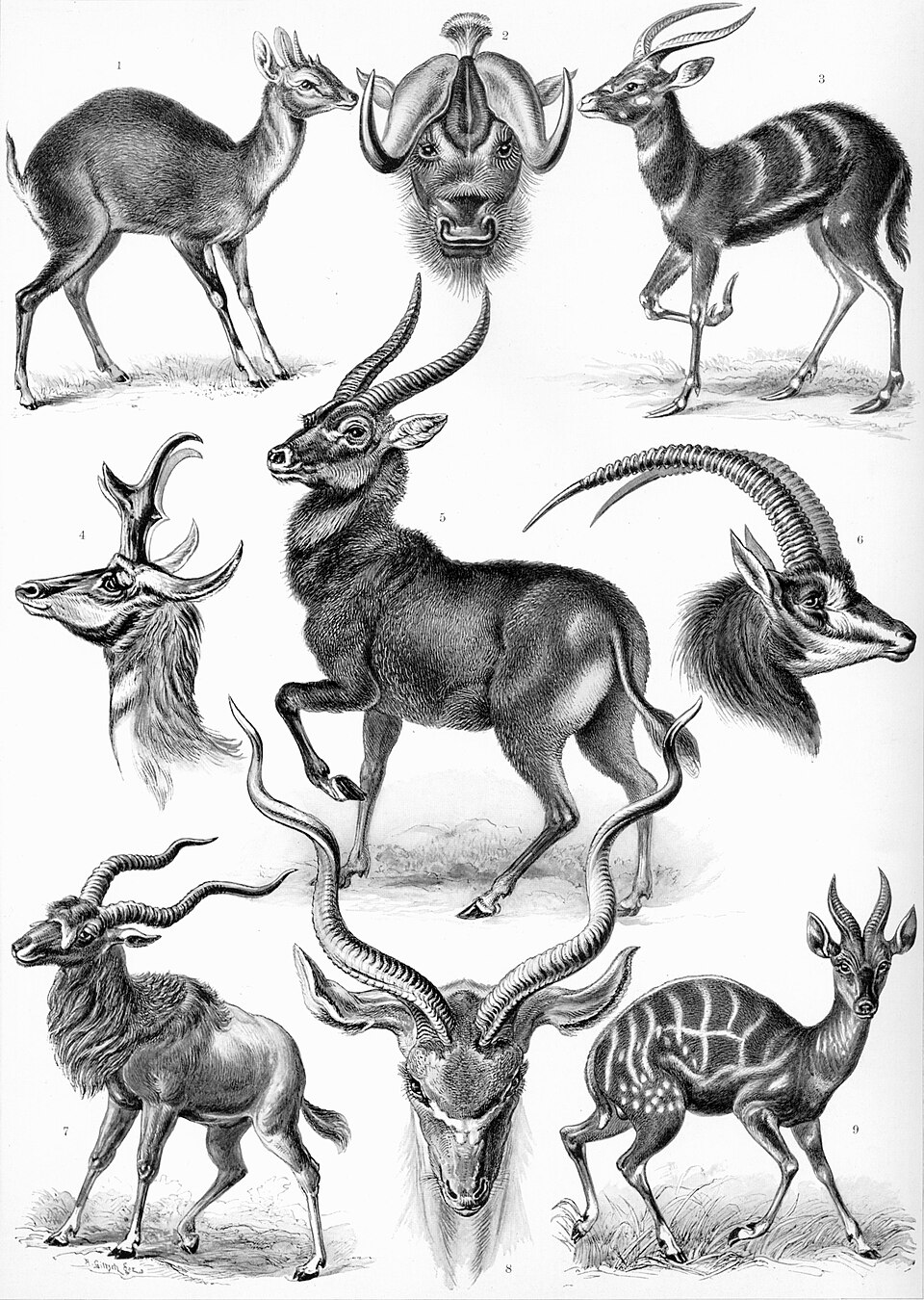 Antilope