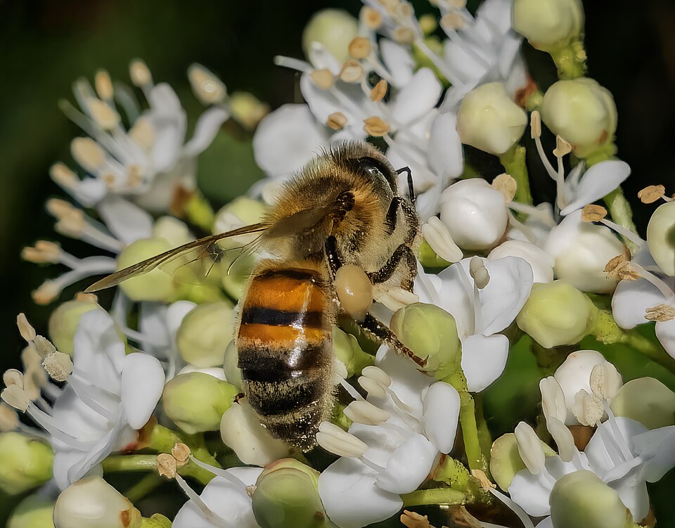 Abeille domestique