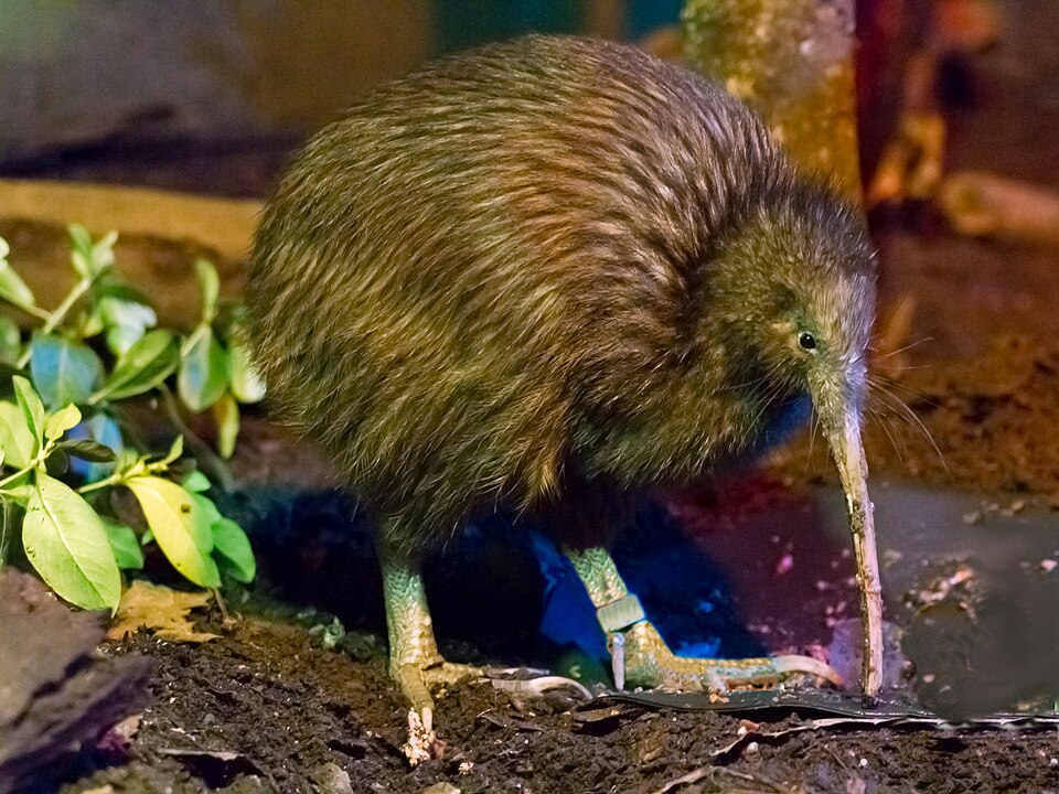 Kiwi
