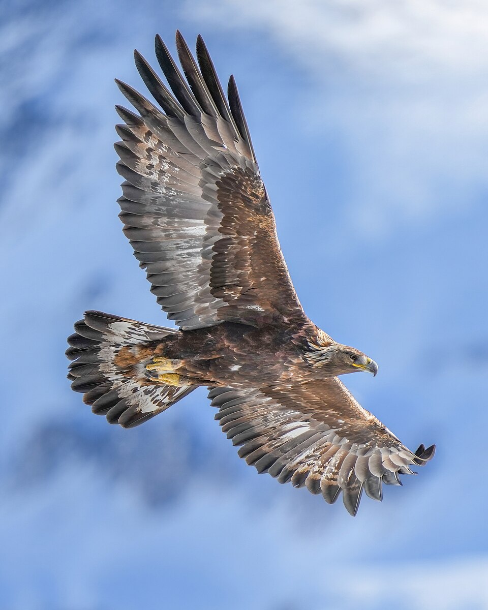Aigle royal