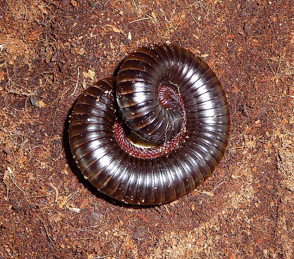 Mille-pattes géant