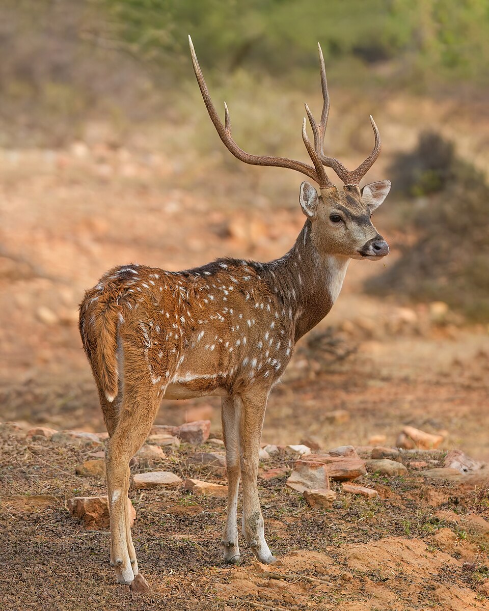 Chital
