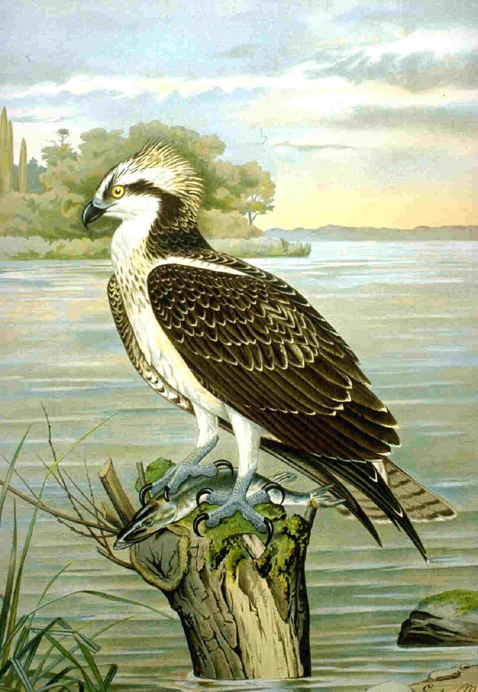 Balbuzard