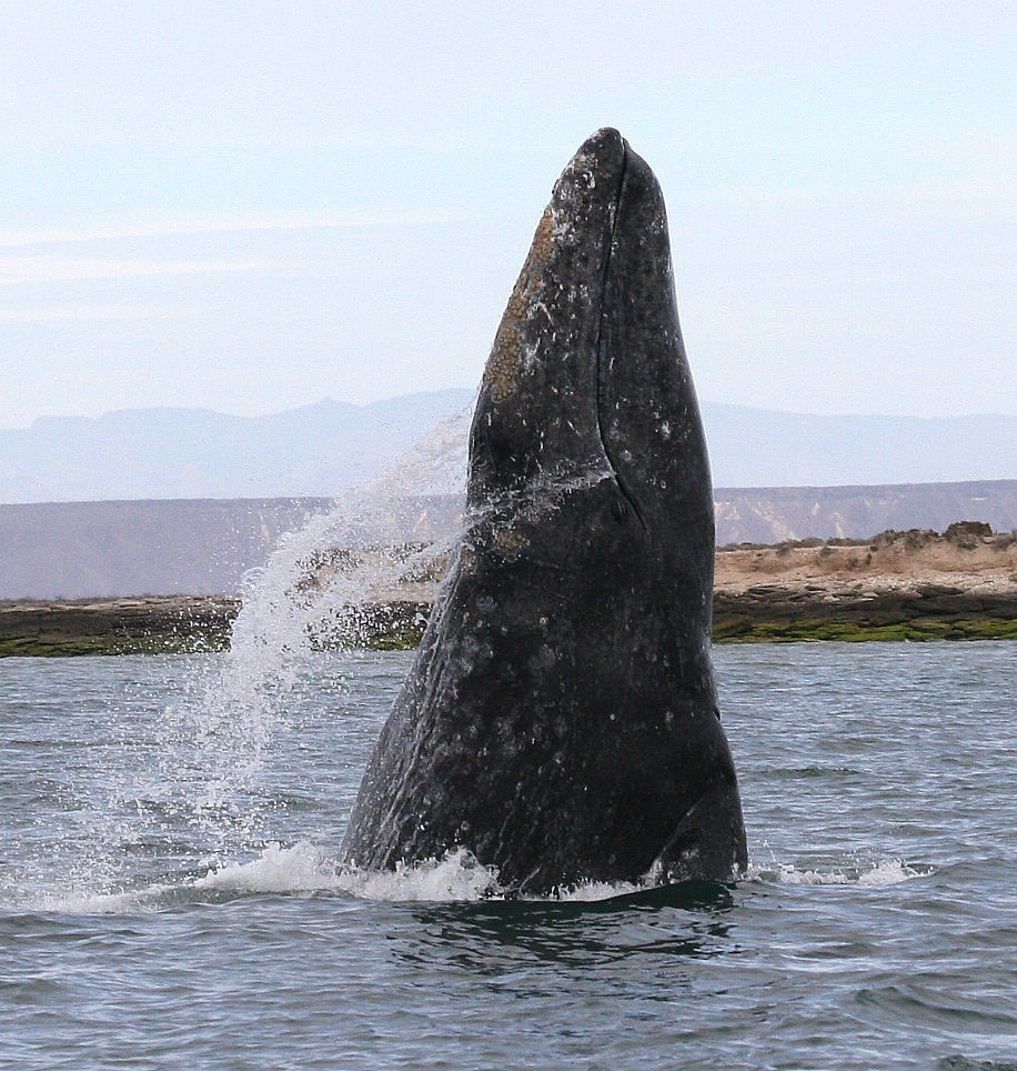 Baleine grise