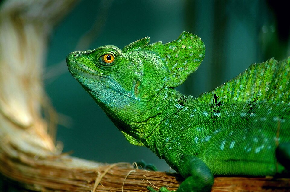Basilic vert